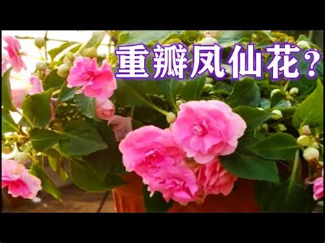 鳳仙花風水|【鳳仙花】鳳仙花對家居環境的影響 鳳仙花的風水學應用